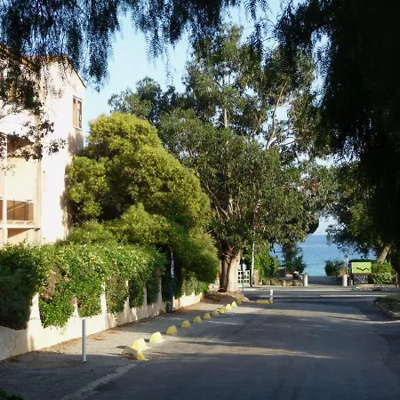 Les Eucalyptus